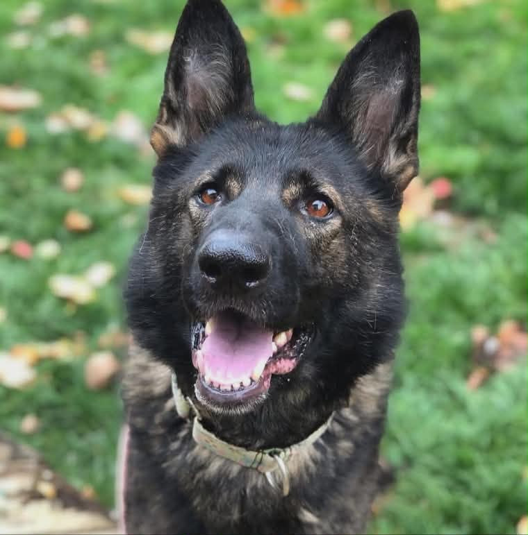 Raffle to Save Aspen